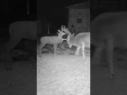 MULEY DESTROYS TARGET 🦌 #365PURSUIT #MULEDEER #TRAILCAM #MULEY #BUCKFIGHT #RUT #FIGHTING #WILDLIFE