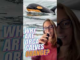 The Fascinating Reason Baby Orcas Are Born Orange #shorts