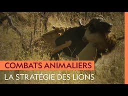 Le buffle, proie de choix pour les clans de lions