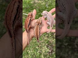 Pink Gargoyle Geckos