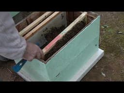 Beekeeping For Beginners - How To Prepare Your Hive For Spring Honey Extraction & More