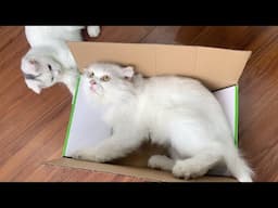 cats enjoy playing with cardboard boxes