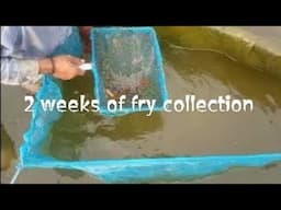 The Tilapia Hatchery: How to Collect Fry After Pairing