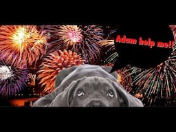 Adam my dog is afraid of Thunderstorms & Fireworks HELP