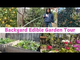 Filipino Backyard Edible Garden Tour 🌱🍋 🍊