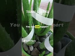 Training Aloe vera Leaves To Go Upward