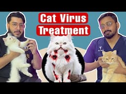 Cat Virus Symptoms & Treatment | Feline Panleukopenia Virus Explained by Veterinary Doctor