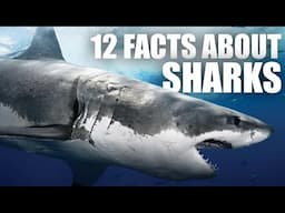 12 Crazy Facts About Sharks That May Surprise You!!