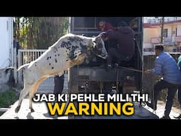 Cameraman pe attack | Aggressive bull rescue