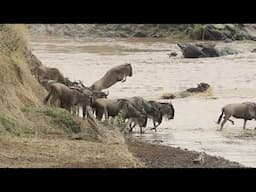 The Great Migration - Mara River Crossing