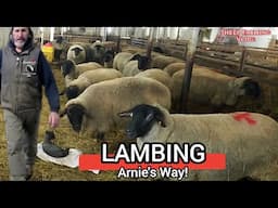 Arnie's Expert Tips For Lambing Season Success