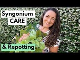 Syngonium Plant Care and Repotting | My Favorites for a Reason!