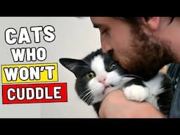 Surprised Your Cat Doesn’t Like to Cuddle? Here’s What to do to fix it