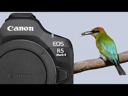 CANON EOS R5 Mark II TESTED and REVIEW Bird photography