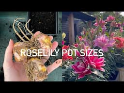 Roselily Pots Sizes