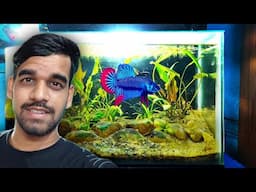 Maine Banaya Apne Wild Betta Fish Ke Lye Ek Planted Aquarium