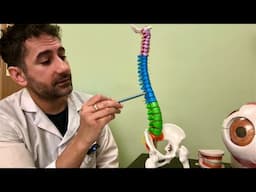 ASMR: Exploring 3D Organ Models