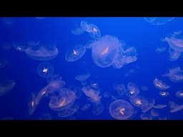 Hundreds of jellyfish at the Aquarium