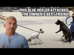 My Toughest Case Yet -- A Rescue Dog Out For Blood! | Cesar 911 Throwbacks