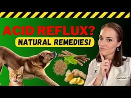 Acid Reflux in Pets: The Root Cause You’re Missing (Natural Healing Tips) - Holistic Vet Tips