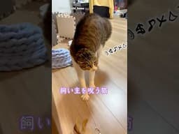 威嚇レベル100 #猫