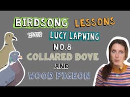 How to Identify Wood Pigeon and Collared Dove Song - Episode 8 of Birdsong Lessons with Lucy Lapwing