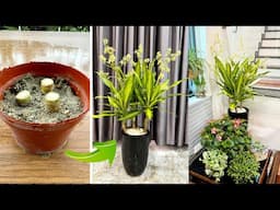 TOP indoor plants that are easy to grow, filter the air well and don't need much light