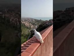 A Peaceful Sign From Italy - Scalea, Calabria, Italy