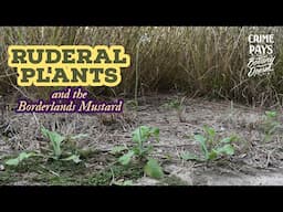 Ruderal Plants & Ode to a Rare Mustard