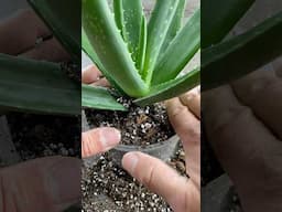 Repotting an Aloe Plant