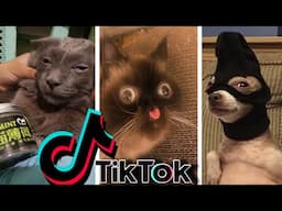 Funniest TikTok Dogs and Cats #52 - Try Not to Laugh with TikTok Animals 2020 | OnPets Sparkle