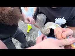 BLUE HERON RESCUE! We Removed a Hook from a Blue Heron's Neck! Viva Family