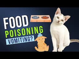 Is Your Cat Sick from Food? // اردو / हिंदी - Hope Pets Clinic ??