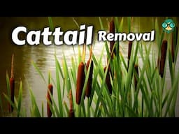 How to Get Rid of Cattails || How Do I Kill Cattails || Cattails Removal || Eliminating Cattails !!