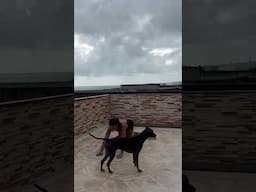 Dog Does Outdoor Yoga With Her