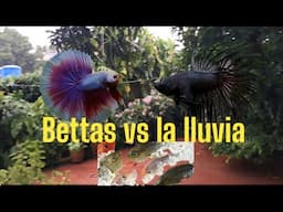 Bettas en tiempos de lluvia - Gente Betta Venezuela Dorman