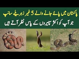 5 Non Venomous Snakes Commonly Found in Pakistan | Wildlife of Pakistan