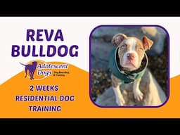 Reva the Bulldog puppy | 2 Weeks Residential Dog Training