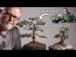 Bonsaify | Developing Refined Bonsai from Nursery Stock: Revisiting the One Mistake Beginners Make