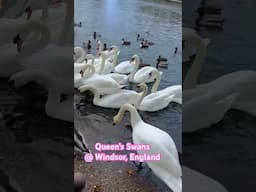 Feeding The Swans