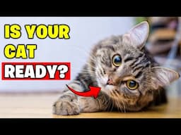 What to Expect When Your Cat is PREGNANT!