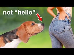 The Real Reason Dogs Sniff Butts Is Weird