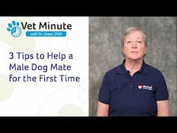 How to Prepare a Male Dog for His First Breeding: 3 Essential Stud Dog Tips