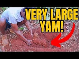 Digging a VERY LARGE YAM!