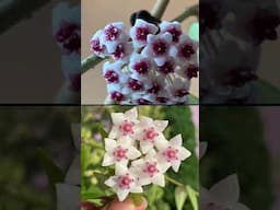 Some of my Hoya blooms this summer! 🌱💚🌸