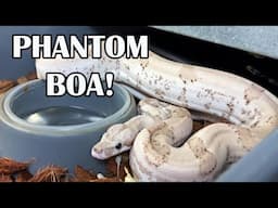 HOW TO MAKE A PHANTOM BOA! PLUS, BREEDING FACILITY UPDATE!