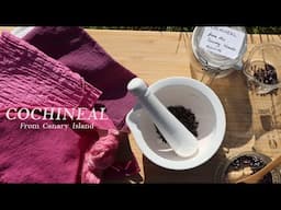 How to NATURAL DYE red and pink with COCHINEAL | Cotton fabric | natural colours | CasaCaribe |