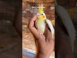 Cockatiel self feeding #shorts #youtubeshorts #birds #pets #lovebirds #cockatiel #viralvideo