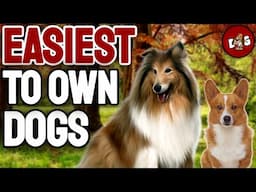 These Are Top10 Easiest Dog Breeds to Own