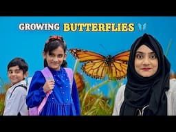 Our Butterfly Project | The Lifecycle of a Butterfly 🦋